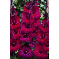 Гладиолус Дон Луиджи (крупноцветковый)