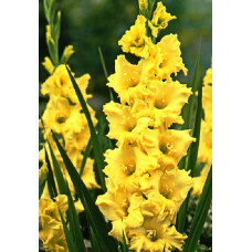 Гладиолус Джестер Голд (крупноцветковый)