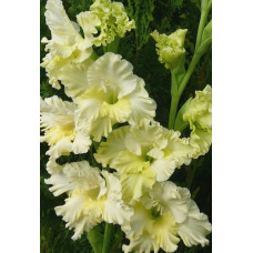 Гладиолус Лемон Раффл (гофрированный)