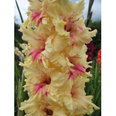 Гладиолус Лондон (крупноцветковый)