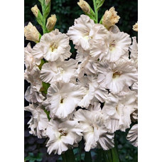 Гладиолус Марш Раффл (гофрированный)