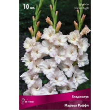 Гладиолус Марвел Раффл (гофрированный)