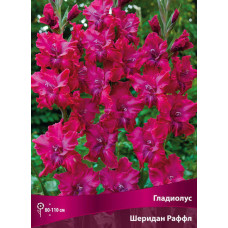Гладиолус Шеридан Раффл (горфрированный)