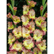 Гладиолус Воларе Раффл (гофрированный)