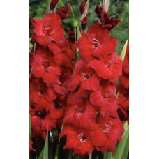 Гладиолус Зорро (крупнноцветковый)