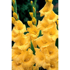 Гладиолус Лемон Дроп (крупноцветковый)