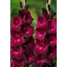 Гладиолус Рэвел (крупноцветковый)