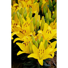 Лилия Голден Матрикс