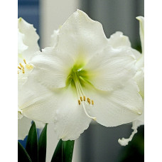 Амариллис Монблан