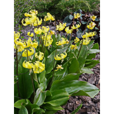 Кандык Падога