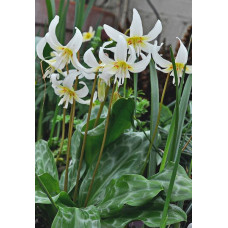 Кандык Уайт Бьюти