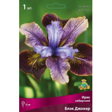 Ирис сибирский Блэк Джокер