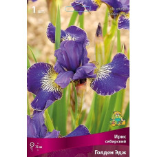 Ирис сибирский Голден Эдж 