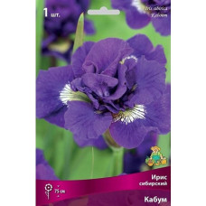 Ирис сибирский Кабум