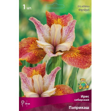 Ирис сибирский Паприкаш