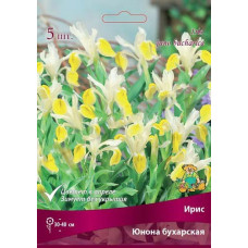 Ирис Юнона бухарская
