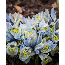 Ирис Катарина Ходжкин 