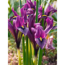 Ирис Пепл Джем 