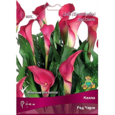 Калла Ред Чарм