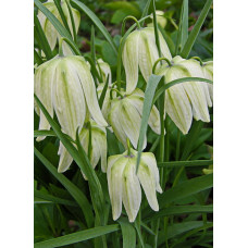 Рябчик Шахматный Альба 