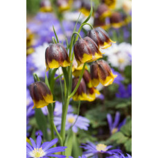 Рябчик Михайловского 