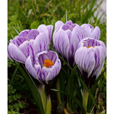 Крокус Пиквик