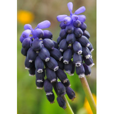 Мускари Неглектум