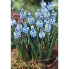 Мускари Азуреум