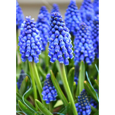 Мускари Дак Айз