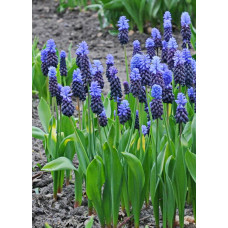 Мускари Широколистный