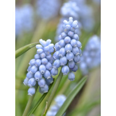 Мускари Валери Финнис 