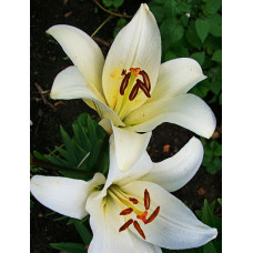 Лилия Бах (ЛА-гибрид)