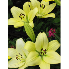 Лилия Геррит Залм (ЛА-гибрид)