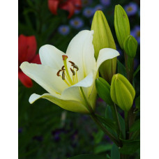 Лилия Келсо (ЛА-гибрид)