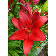 Лилия Коларес (ЛА-гибрид)