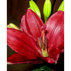 Лилия Констебль (ЛА-гибрид)