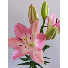 Лилия Албуфейра (ЛА-гибрид)