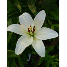 Лилия Аркашон (ЛА-гибрид)