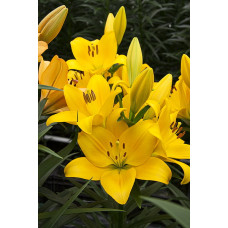 Лилия Дезерт Инн (ЛА-гибрид)