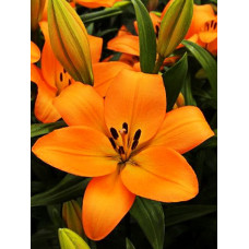 Лилия Наварин (ЛА-гибрид)