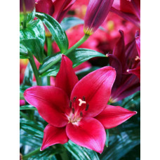 Лилия Мейуандер (ЛА-гибрид)