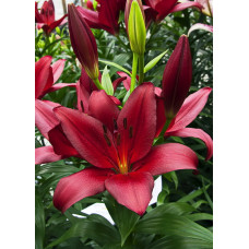 Лилия Мираж (ЛА-гибрид)