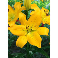 Лилия Парамилло (ЛА-гибрид)