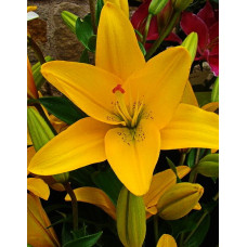 Лилия Йеллоу Даймонд (ЛА-гибрид)