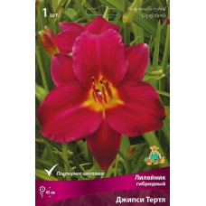 Лилейник гибридный Джипси Тертл