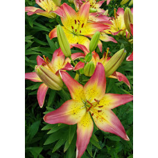 Лилия Коста-дель-Соль (азиатская)