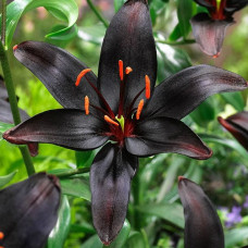 Лилия Куин ов Найт (азиатская) 