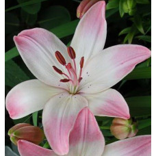 Лилия Марлен (азиатская)