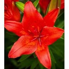 Лилия Лондрина (азиатская)