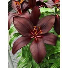 Лилия Маскара (азиатская)